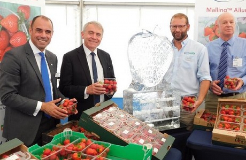 New strawberry varieties launched