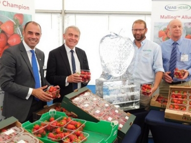 New strawberry varieties launched